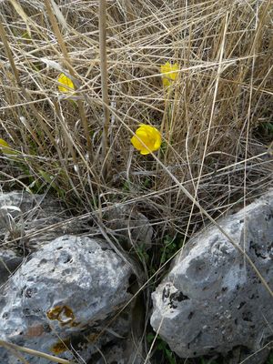 36_Sternbergia_lutea_fars_2009.jpg