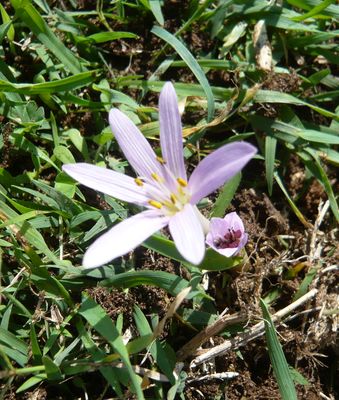 37_Colchicum_triphyllum_fars_2009.jpg