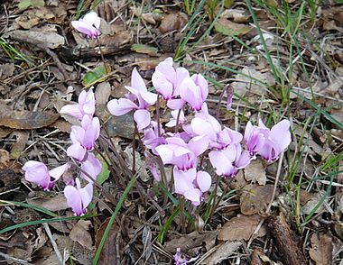 38_Cyclamen_hederifolium_fars_2009.jpg