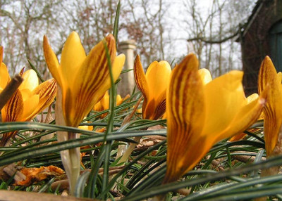 Crocus_Dorothy_160305.jpg