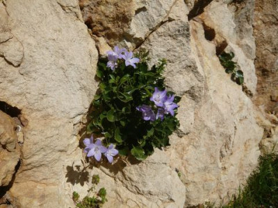 42_Campanula_versicolor_fars_2009.jpg
