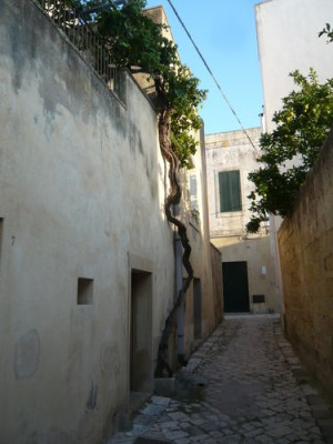 45_Wein_extrem_fars_2009.jpg