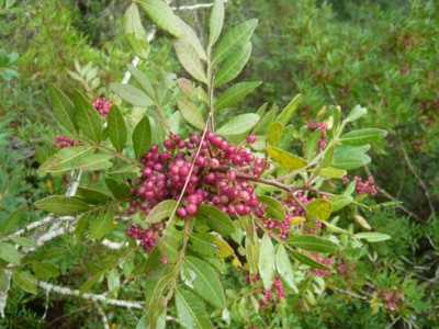 47_Pistacia_lentiscus_fars_2009.jpg