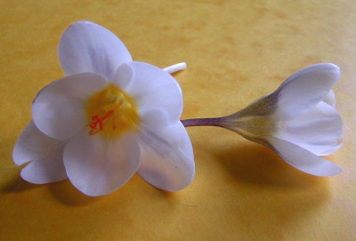 Crocus_chry_Snowbunting.jpg