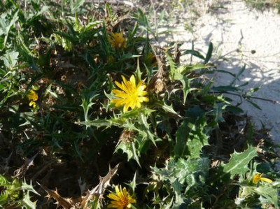49_Scolymus_hispanicus_fars_2009.jpg