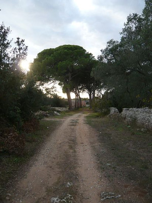 55_Pinus_pinea_fars_2009.jpg