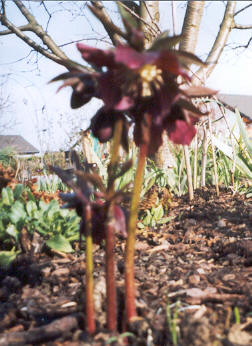 HelleborusRot1.jpg