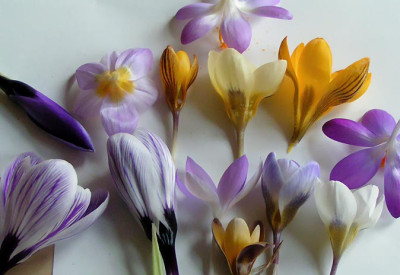Alle_Crocusse_160305.jpg