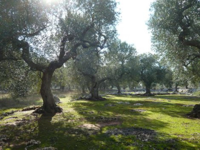 57_Olivenhain_bei_Santa_Cesarea_fars_2009.jpg