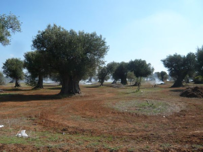 60_Pflegemanahmen_fars_2009.jpg