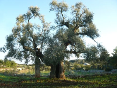62_gestuetzter_Baum_fars_2009.jpg