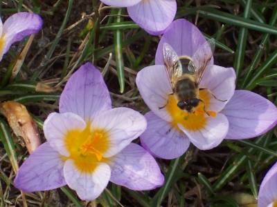 Krokus_mit_Schwebfliege.jpg
