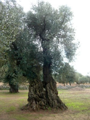 71a.jpg