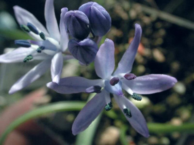 Hyacinthoides_vicentina.jpg