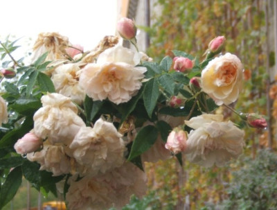 DSCF4336.JPG