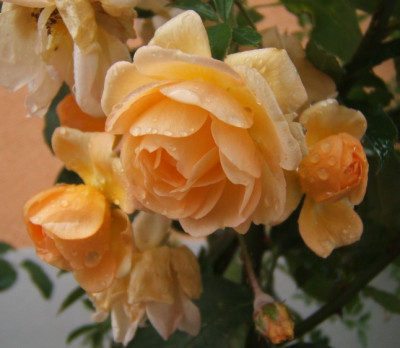 GdF_16-10-09.JPG