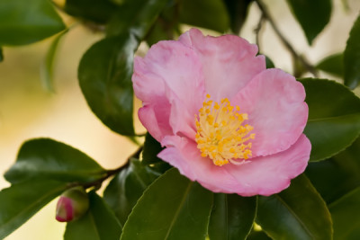 Plantation-Pink-09.jpg