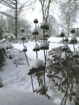 Phlomis_im_Winter.JPG