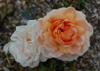 Golden_Baron_0010__59580.jpg