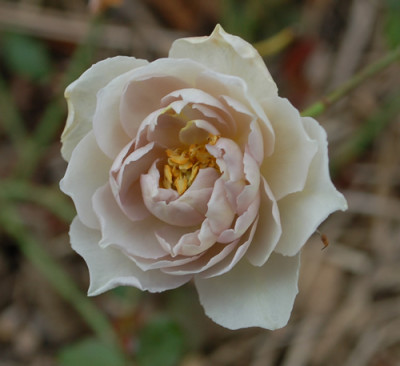 Grey_Dawn_0010__59489.jpg