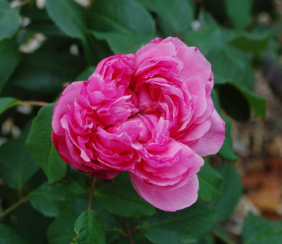 Jacques_Cartier_0010__59147.jpg