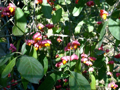 euonymus_europaeus_2009-10-17_098.jpg