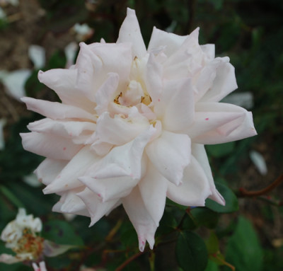 La_Favorite_Schwartz_0010__59242.jpg