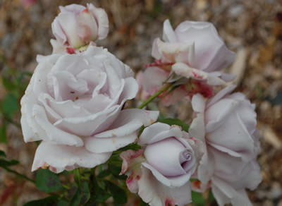 Lagerfeld_0010__59477.jpg