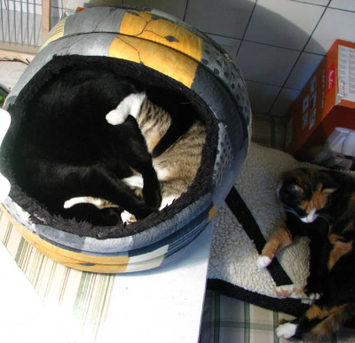 katzensammelsurium.jpg