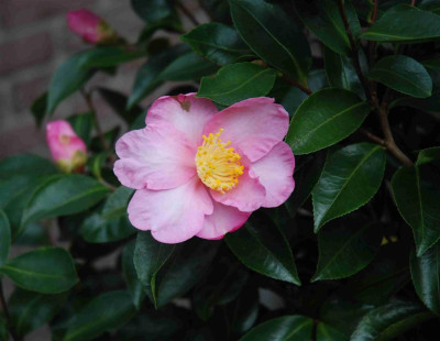 B0379.aJPG_Large.jpg