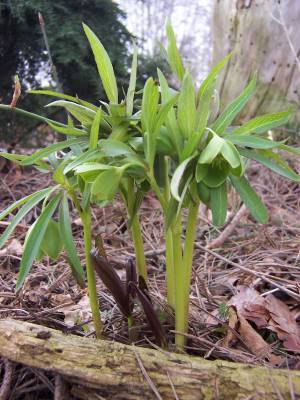 Helleborus_dumetorum.jpg