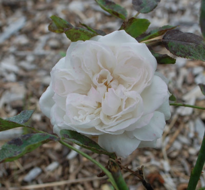 Mabel_Morrison_0010__59496.jpg