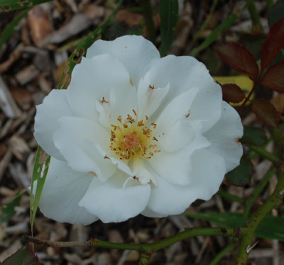 Margaret_Merril_0010__59471.jpg