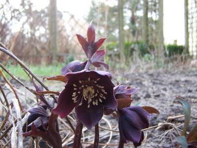 Helleborus-Hybride_vermutlich_Black_Knight.jpg