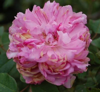 Marquise_Boccella_0010__58978.jpg