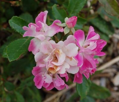 Minirosa_0010__59378.jpg