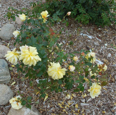 Mlle_Bonnaire_0010__59594.jpg