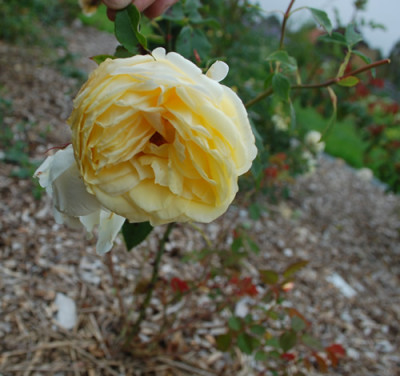 Mlle_Bonnaire_0011__59619.jpg