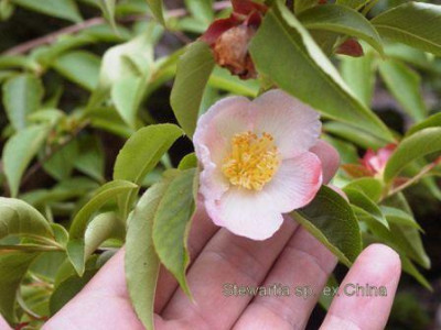 Stewartia_sp..jpg