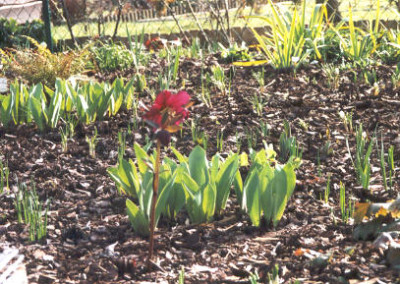 HelleborusRot2.jpg