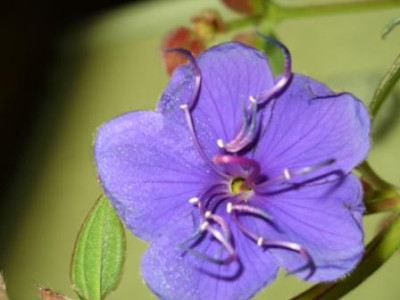 Tibouchina.Blute.JPG