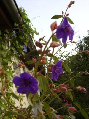 Tibouchina1.JPG