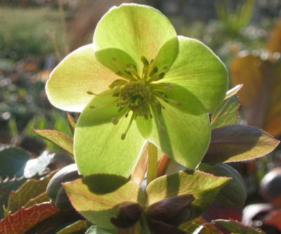 Helleborus_sternii_Lilo.jpg