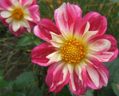 DSCF4425.JPG