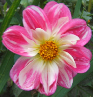 DSCF4377.JPG