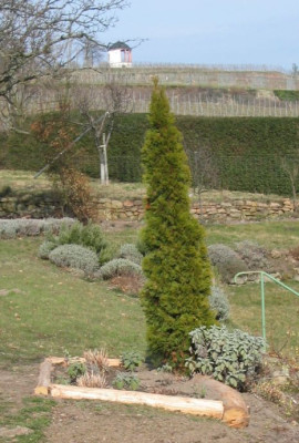 Thuja_02.jpg