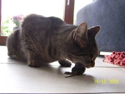 Pauli-mit-Maus.jpg