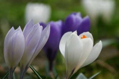 Crocus-Marz-3.jpg