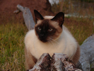 kater.kl.jpg