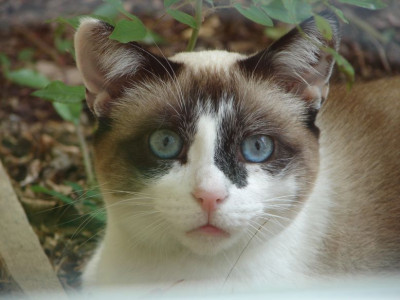 katze.kl.jpg